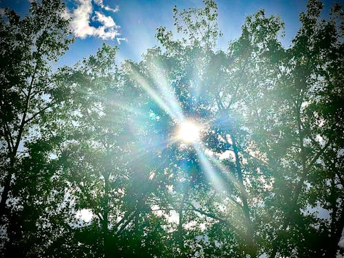Darmowe zdjęcie z galerii z drzewo i światło, słońce przez liście drzew