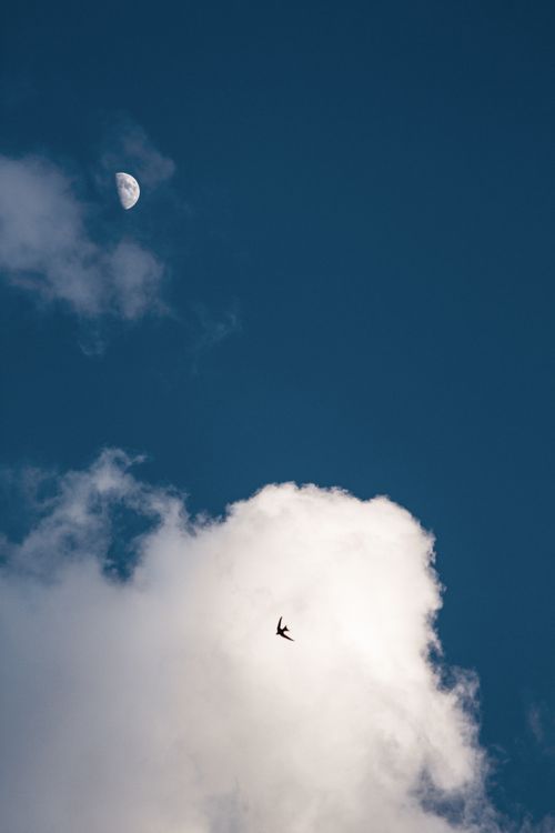 Free Silhouette of a bird flying against a cloudy sky with a crescent moon visible in Erbil, Iraq. Stock Photo