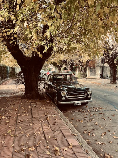 Old car under a tree in the street 