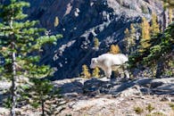 White Sheep