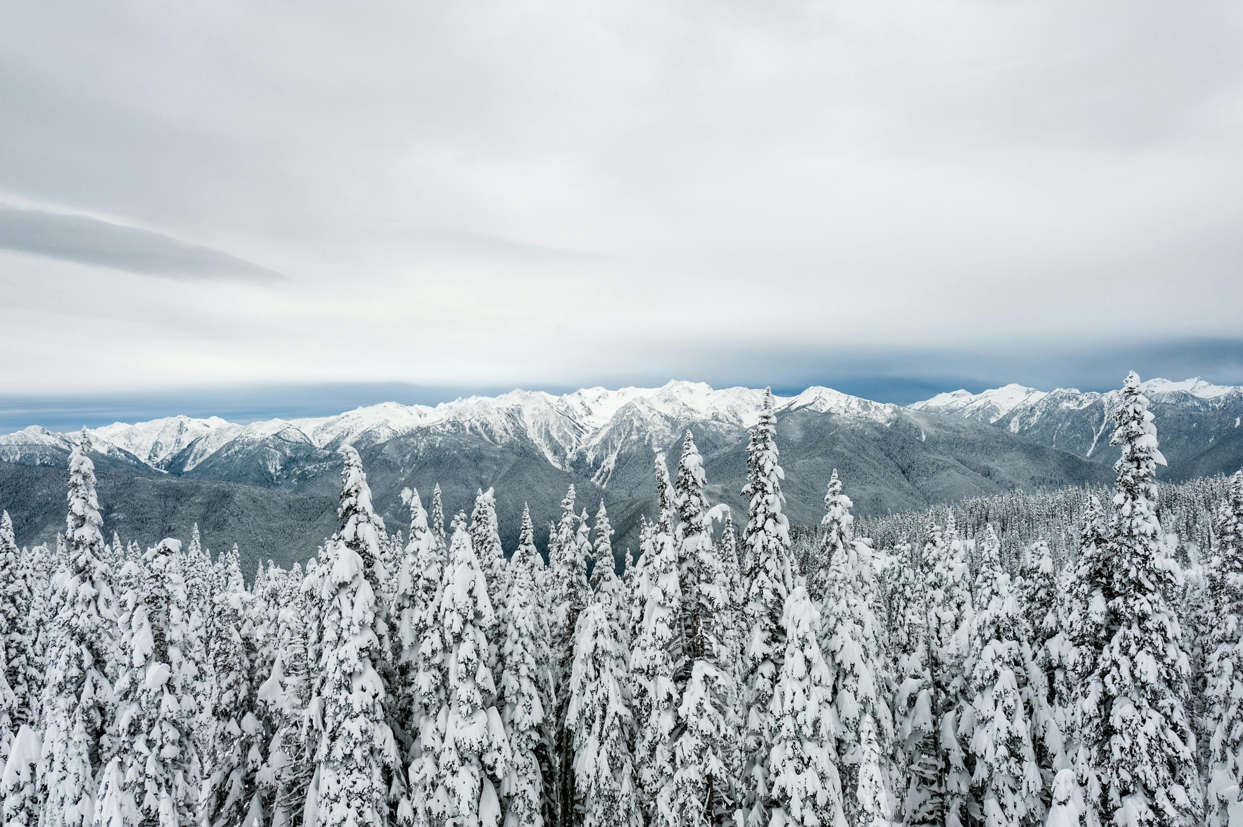 冬日阴云密布的天空下，白雪覆盖着松树与山脉