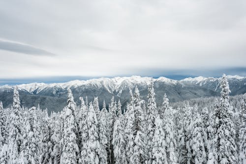 雪に覆われた松の木の写真