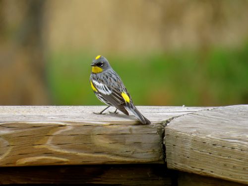 Free A close-up of a colorful yellow-rumped warbler perched on a wooden railing in the park. Stock Photo
