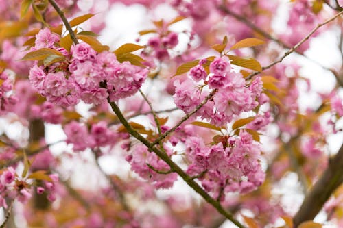 Pink Petaled Flowers