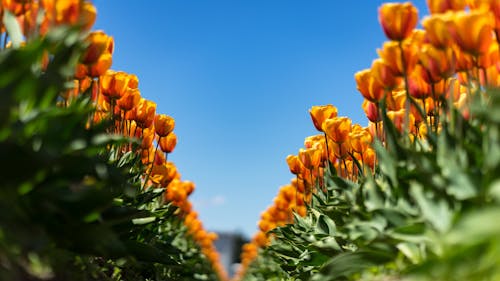 Yellow Flowers in Bloom