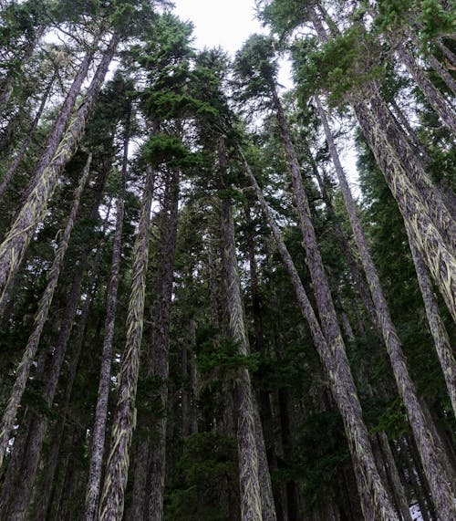 Low Angle Photography of Forest Trees