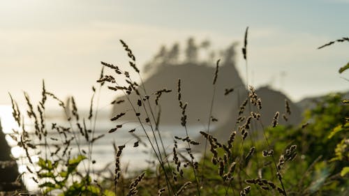 Green Grasses