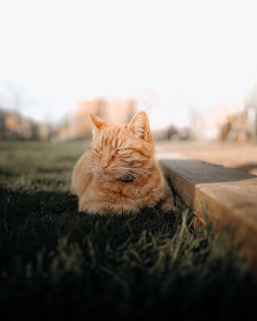 Fotobanka s bezplatnými fotkami na tému čakať, fúz, jemný