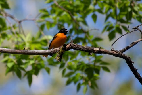 Free Vibrant Baltimore Oriole perched on branch amidst lush green foliage, captured in natural setting. Stock Photo