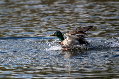 Free stock photo of bird, duck, lake