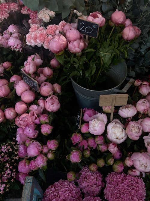 Pink peonies in a flower shop