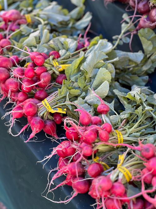 Free Bundles of vibrant red radishes with greens displayed at a farmer's market. Organic produce. Stock Photo