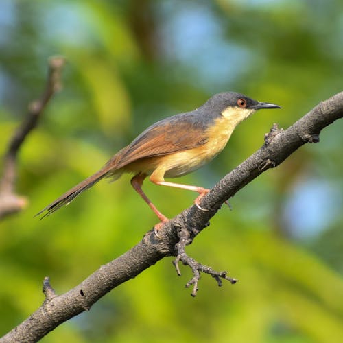 A small bird perched on a branch