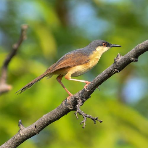 Free Close-up of an ashy prinia bird perched on a branch with a blurred green background. Stock Photo