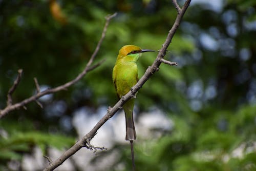 A small bird sitting on a branch