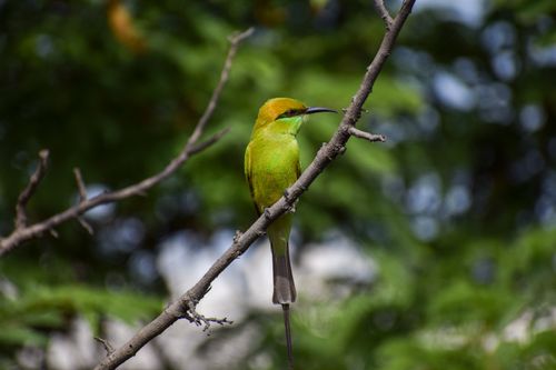 Free A vibrant green bee-eater perches gracefully on a branch, surrounded by lush foliage. Stock Photo