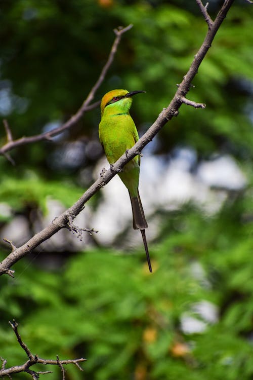 A green bird perched on a branch