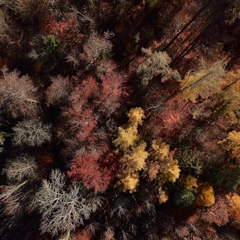 Stunning aerial shot of a vibrant autumn forest in Thalwil, Switzerland, showcasing rich fall colors.