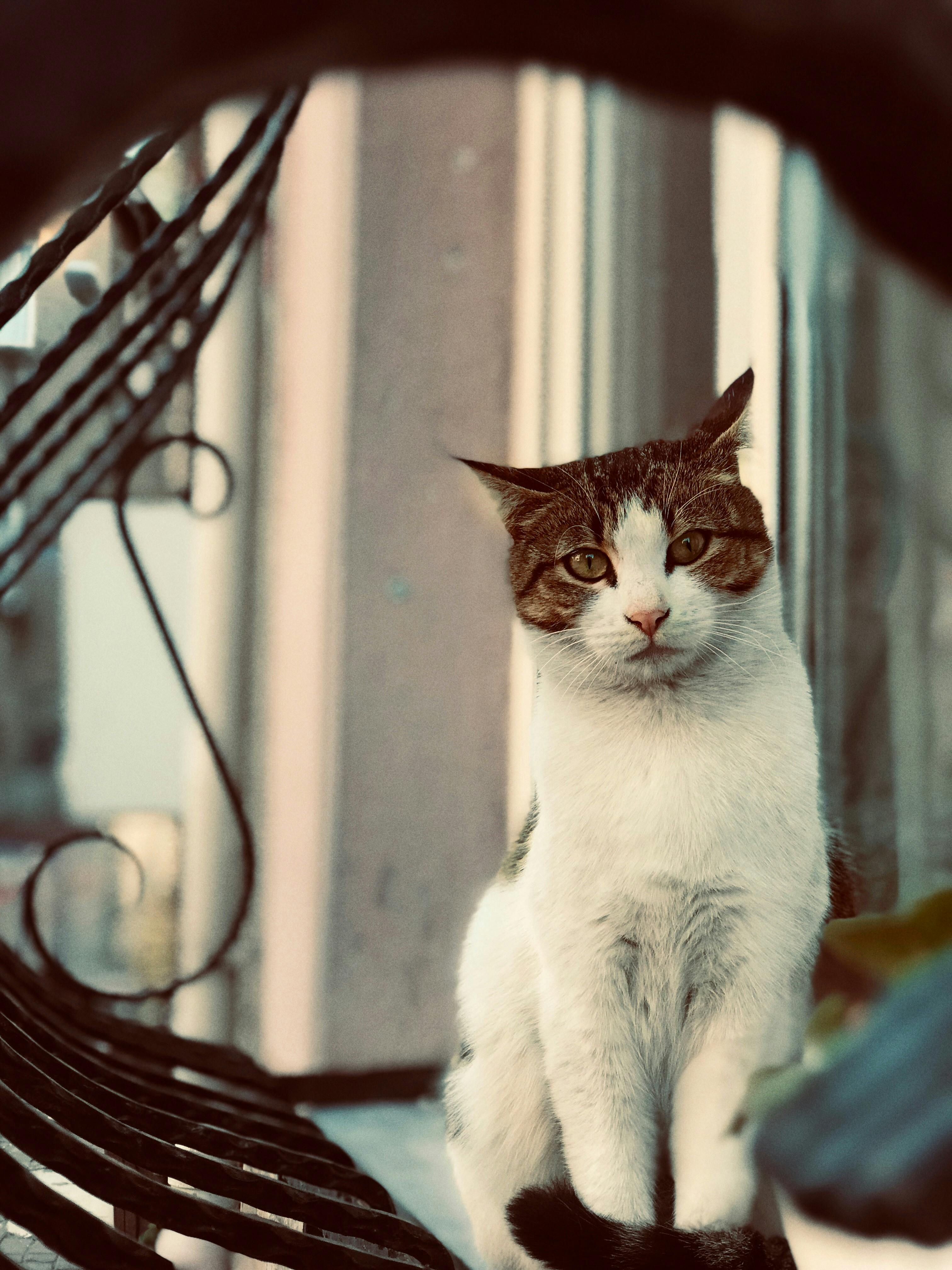 Foto De Un Gato Atigrado Blanco Y Marrón · Foto De Stock Gratuita