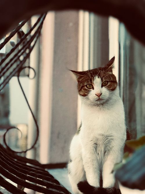 Free Adorable tabby cat with striking eyes poised on a classic wrought iron chair. Perfect for pet lovers. Stock Photo