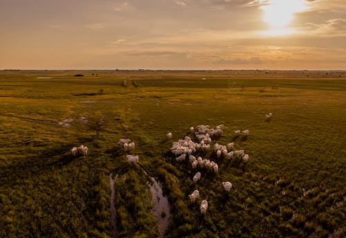 Manada De Animales En área Abierta