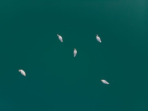 무료 호수에 하얀 백조의 상위 뷰 사진 스톡 사진