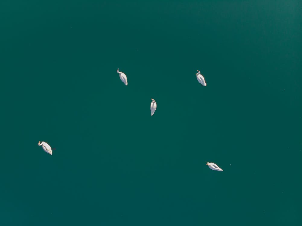 Základová fotografie zdarma na téma bílá labuť, divočina, fotka z vysokého úhlu