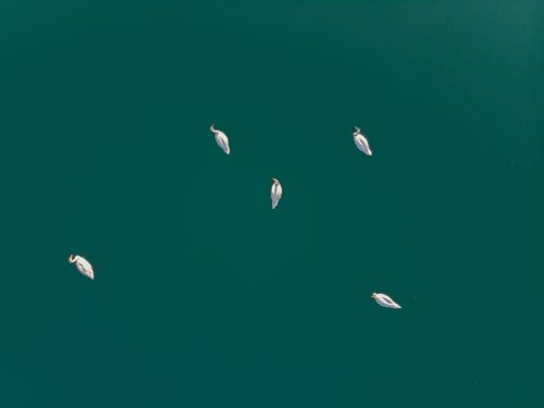 Free A serene aerial view showing swans gracefully floating on teal water, capturing nature's elegance. Stock Photo