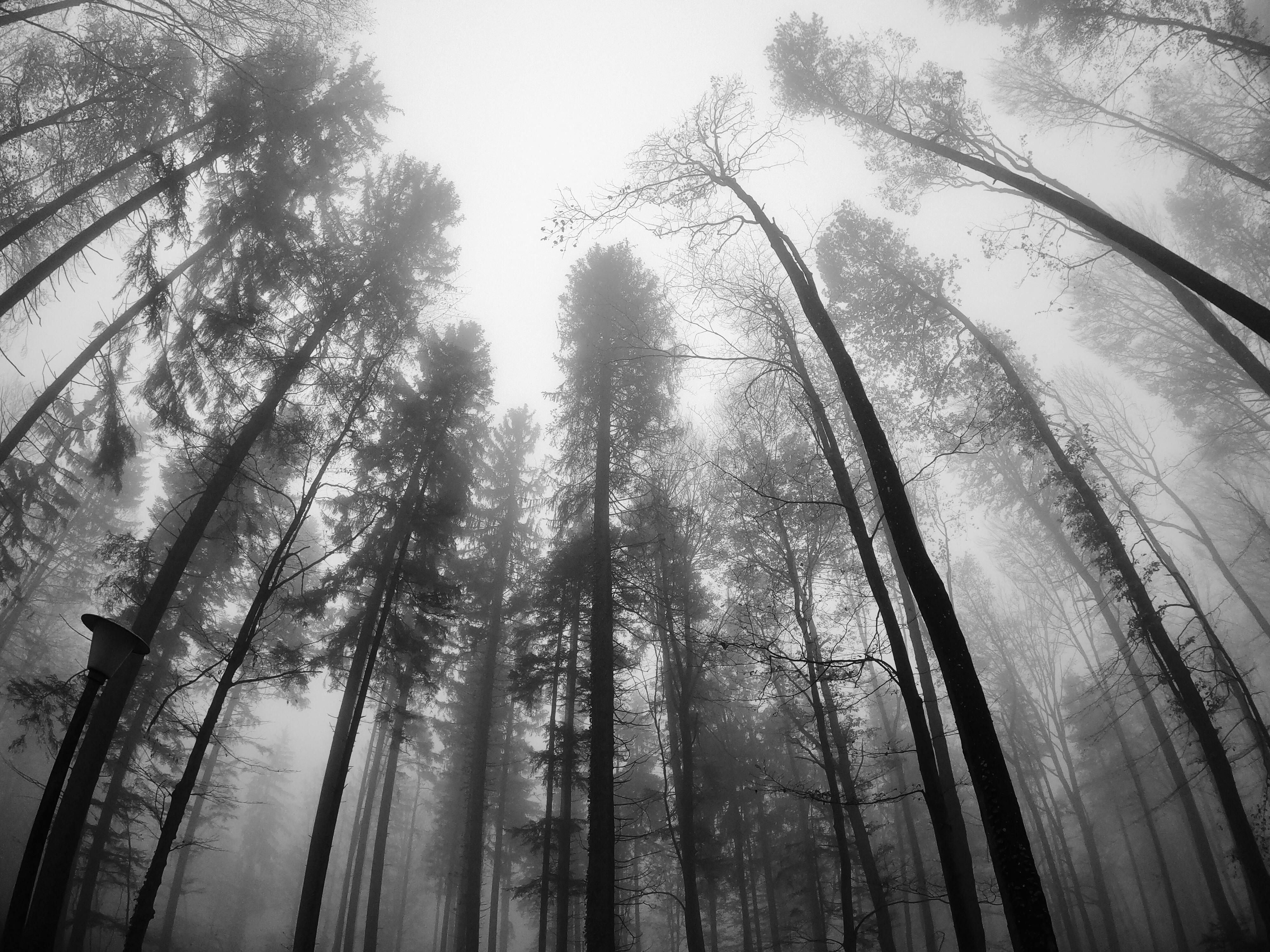 Fog Forest Photos, Download The BEST Free Fog Forest Stock Photos & HD ...