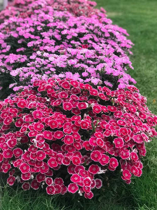 Fotos de stock gratuitas de al aire libre, bonito, botánico