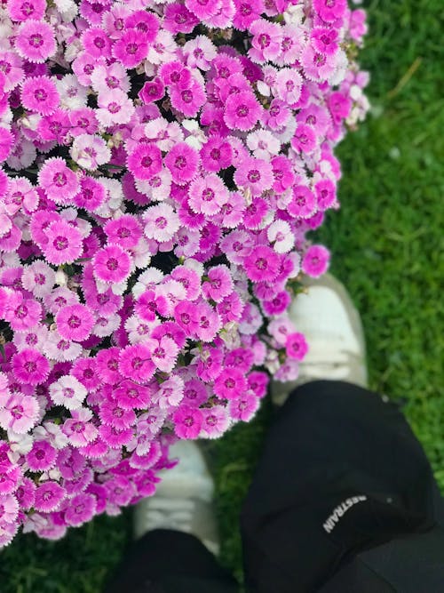 Fotos de stock gratuitas de flor rosa, Flores rosadas