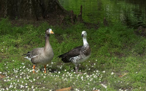 Free stock photo of animal photography, avian, bird watching