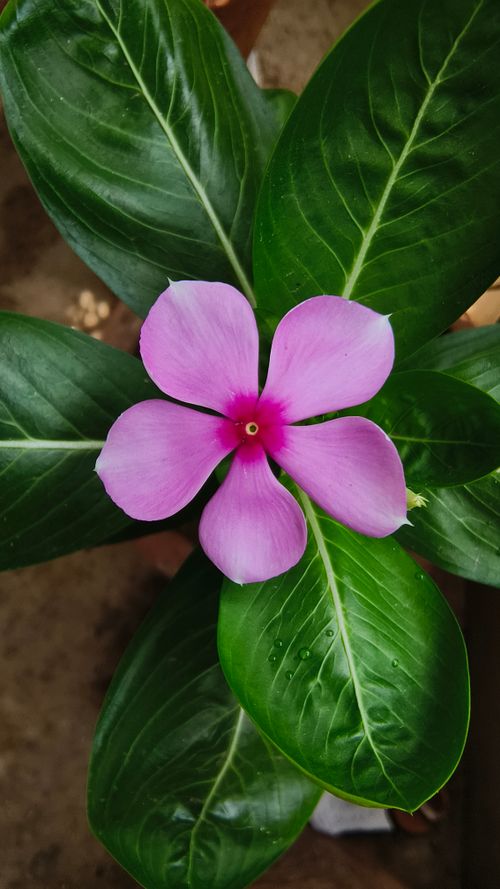 Free Beautiful close-up of a pink vinca flower with vibrant green leaves, showcasing nature's elegance. Stock Photo