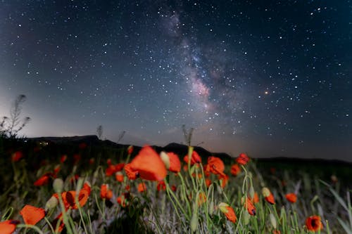 Milky way with flowers
