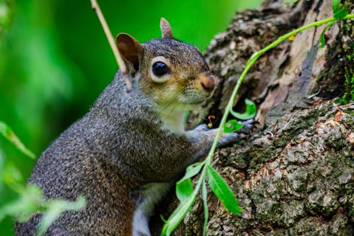 Fotobanka s bezplatnými fotkami na tému príroda, šedá veverička