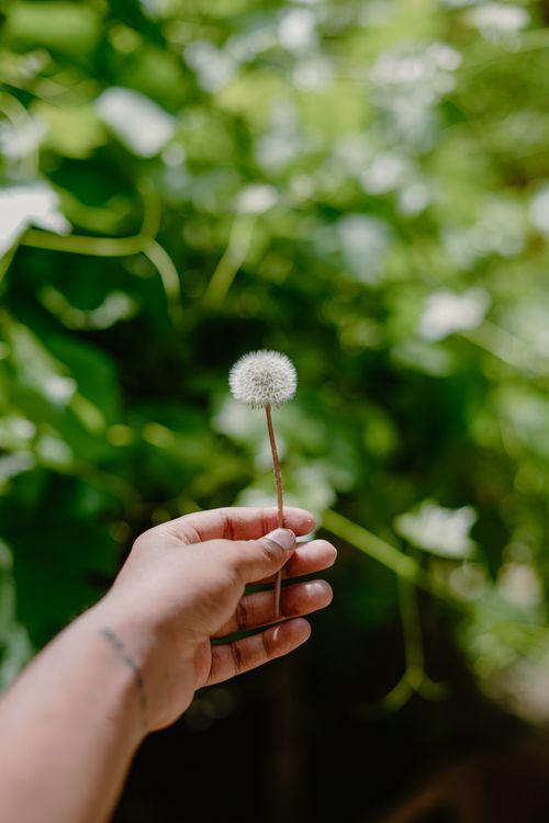 Free Hand holding a dandelion against a lush green background, symbolizing nature and simplicity. Stock Photo