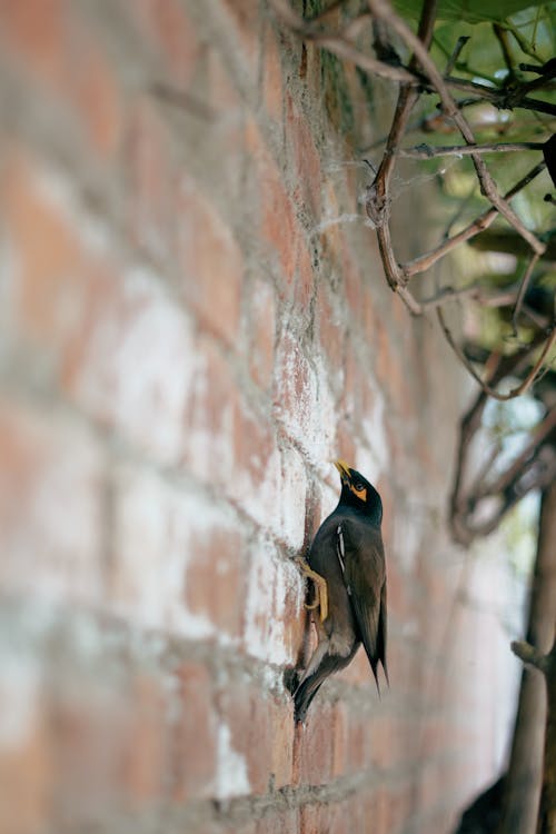 Gratis stockfoto met beest, boom, buitenshuis