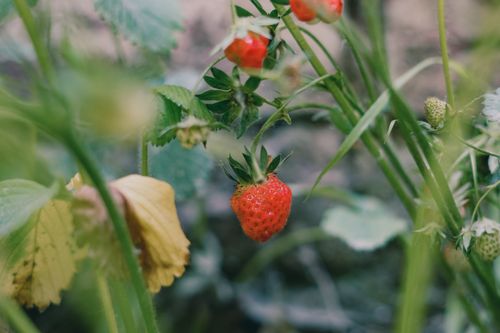Free Close-up of ripe strawberries growing in a lush garden in Srinagar. Stock Photo