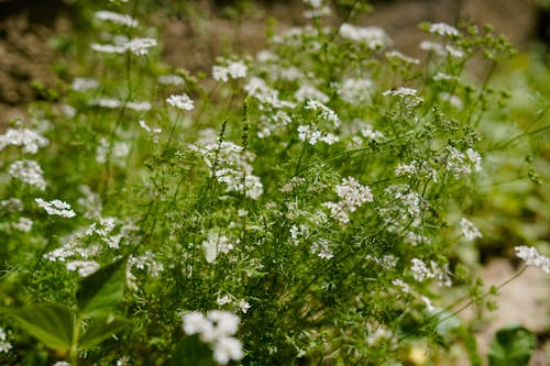 Gratis stockfoto met blad, bloeiend, bloem