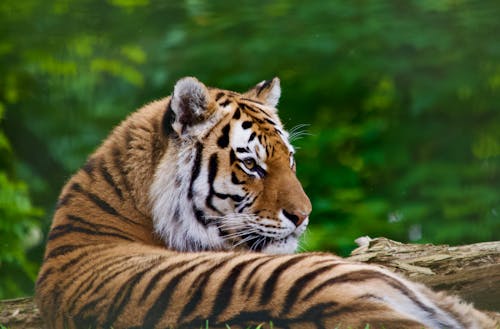 Fotobanka s bezplatnými fotkami na tému príroda, tiger