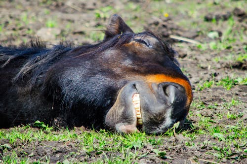 Sleeping horse