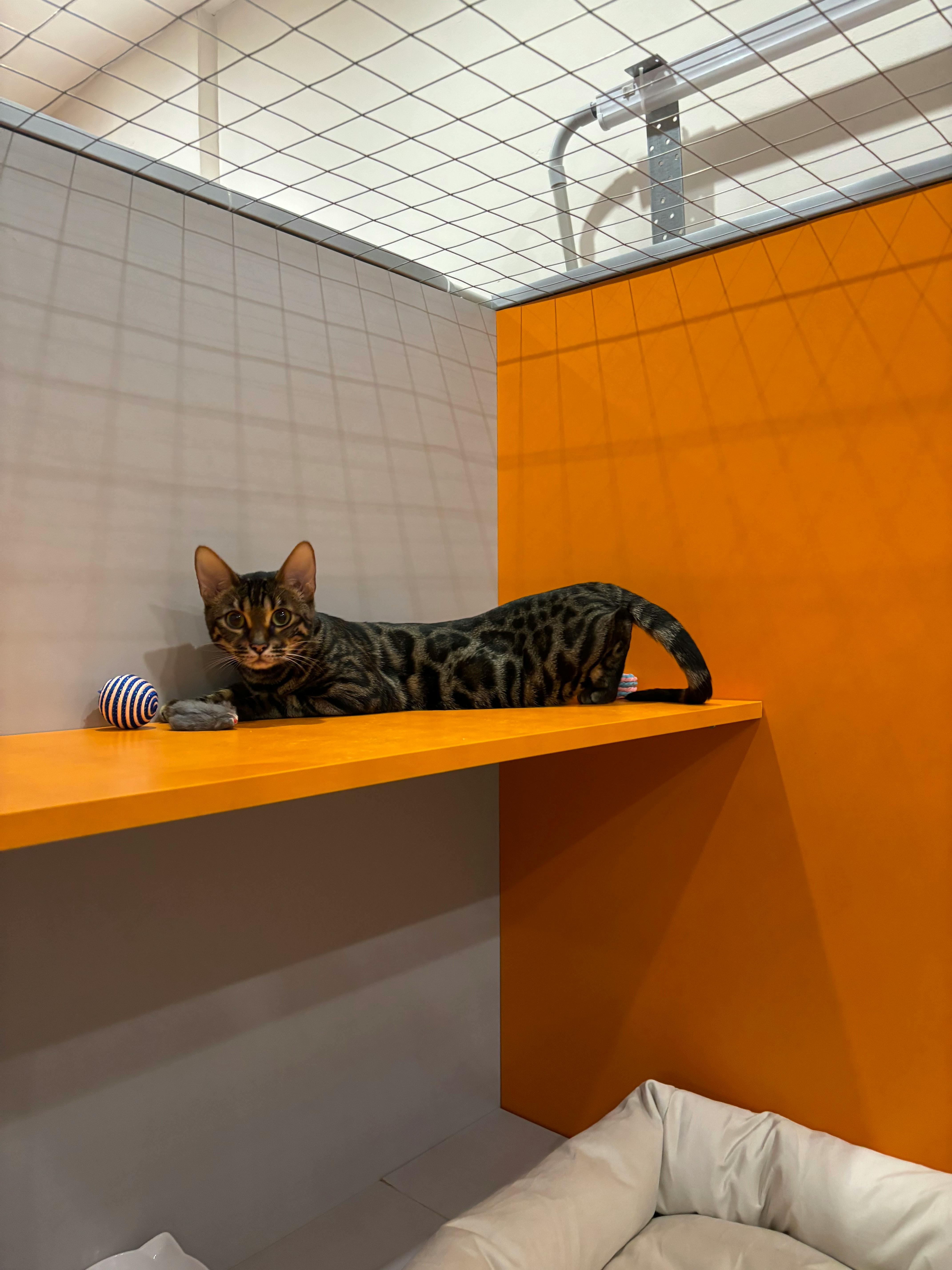 Smart pet care toy being used for behavior training