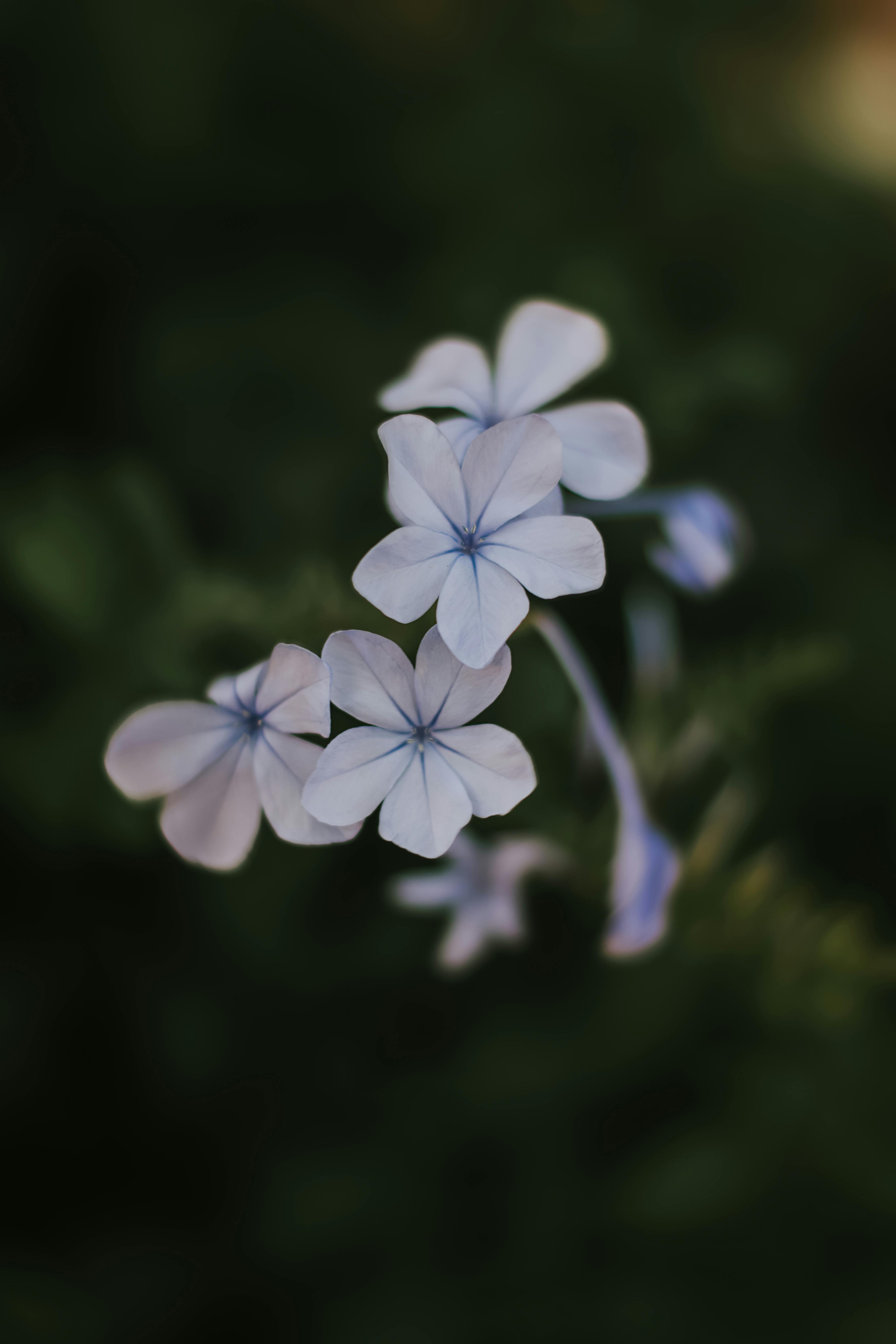 Madagasear periwinkle wallpaper beautiful flower 11108546 Stock Photo at  Vecteezy