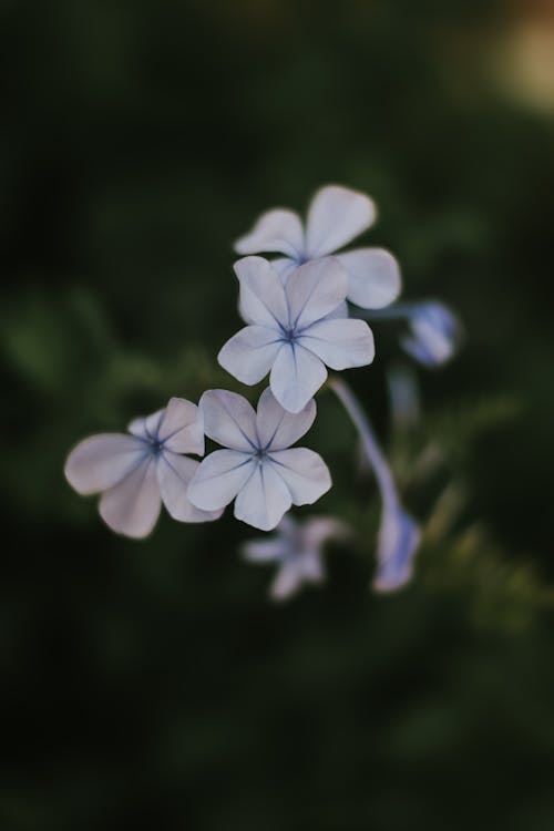 青いツルニチニチソウの花のセレクティブフォーカス写真