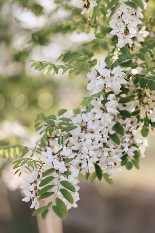 Free A close-up of a black locust tree branch with white flowers in full bloom. Stock Photo
