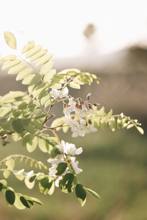 Free Soft sunlight enhances the natural beauty of delicate white flowers in a serene meadow setting. Stock Photo
