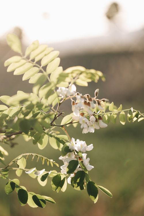 Free Beautiful close-up of sunlit leaves and white flowers showcasing natural beauty. Stock Photo