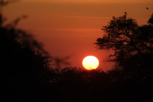 Free Vibrant sunset with silhouetted trees and birds against a clear sky. Perfect for nature themes. Stock Photo