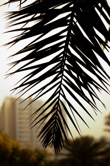 Palm leaf silhouette set against a modern city skyline during sunset, capturing urban nature contrast.