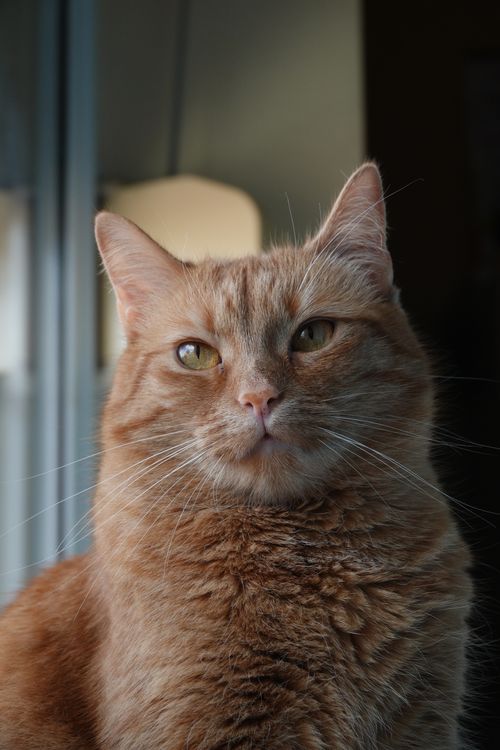 Free A detailed close-up portrait of a ginger tabby cat with striking yellow eyes in soft natural light. Stock Photo